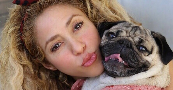 Shakira recebe visita de “Doug the Pug” e manda shade para haters